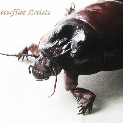 Macropanesthia rhinoceros – Rare Giant Burrowing Cockroach Framed