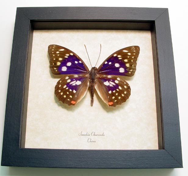 INORAN/2008 Butterfly Effect+〈2枚組〉 INORAN/2008 Butterfly