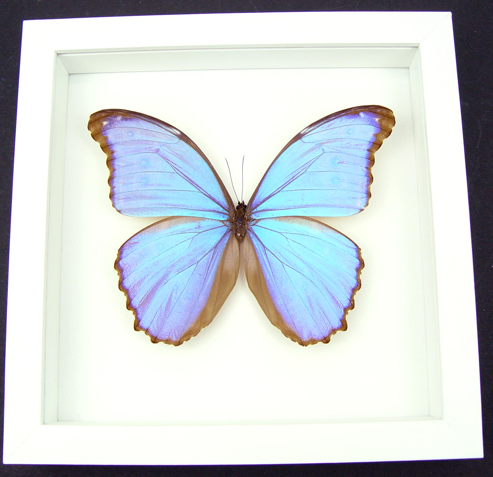 Real Purple Morpho Godarti Butterfly - Framed Taxidermy Vibrant