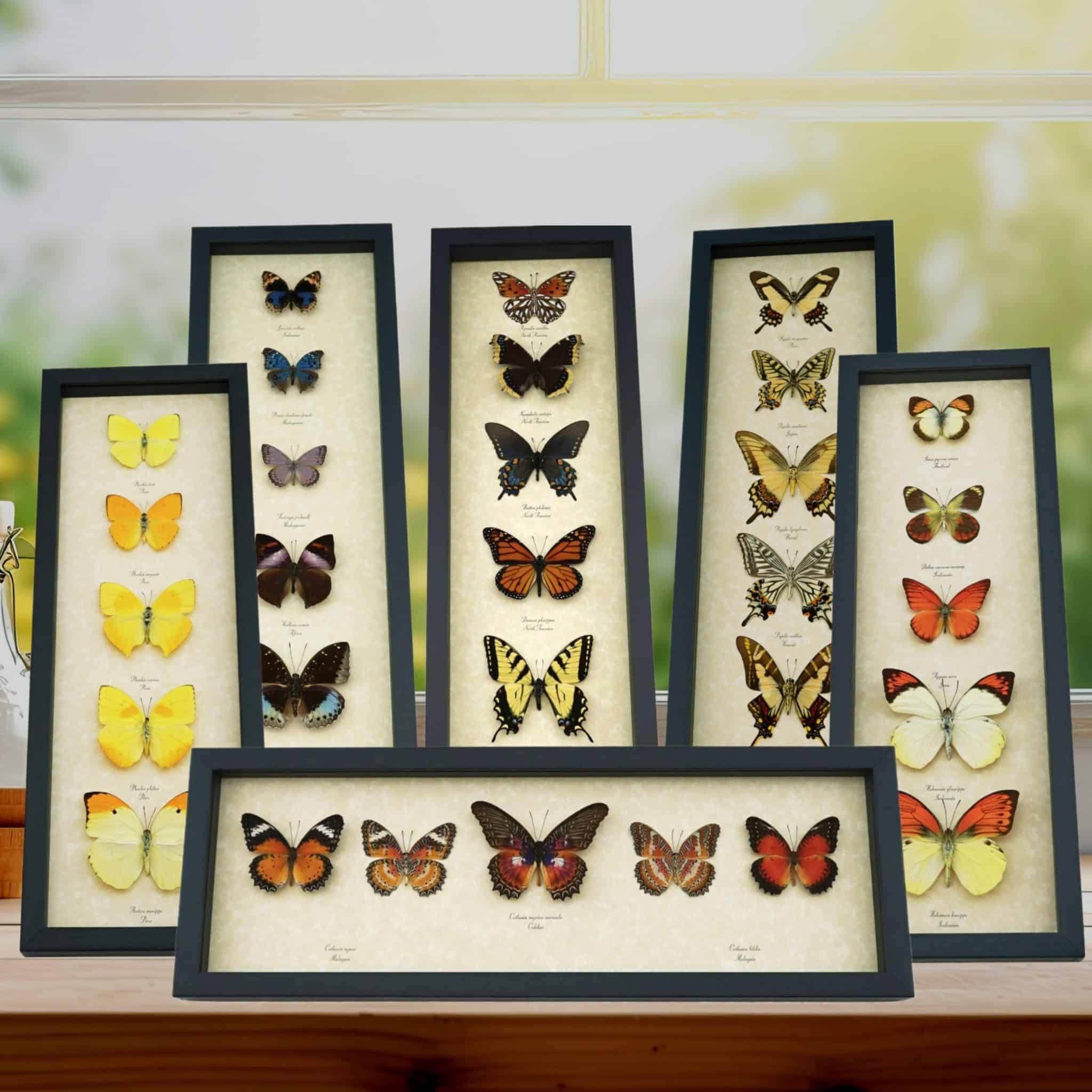 Euphaedra xypete Pink Forester African Butterfly - Framed Insect