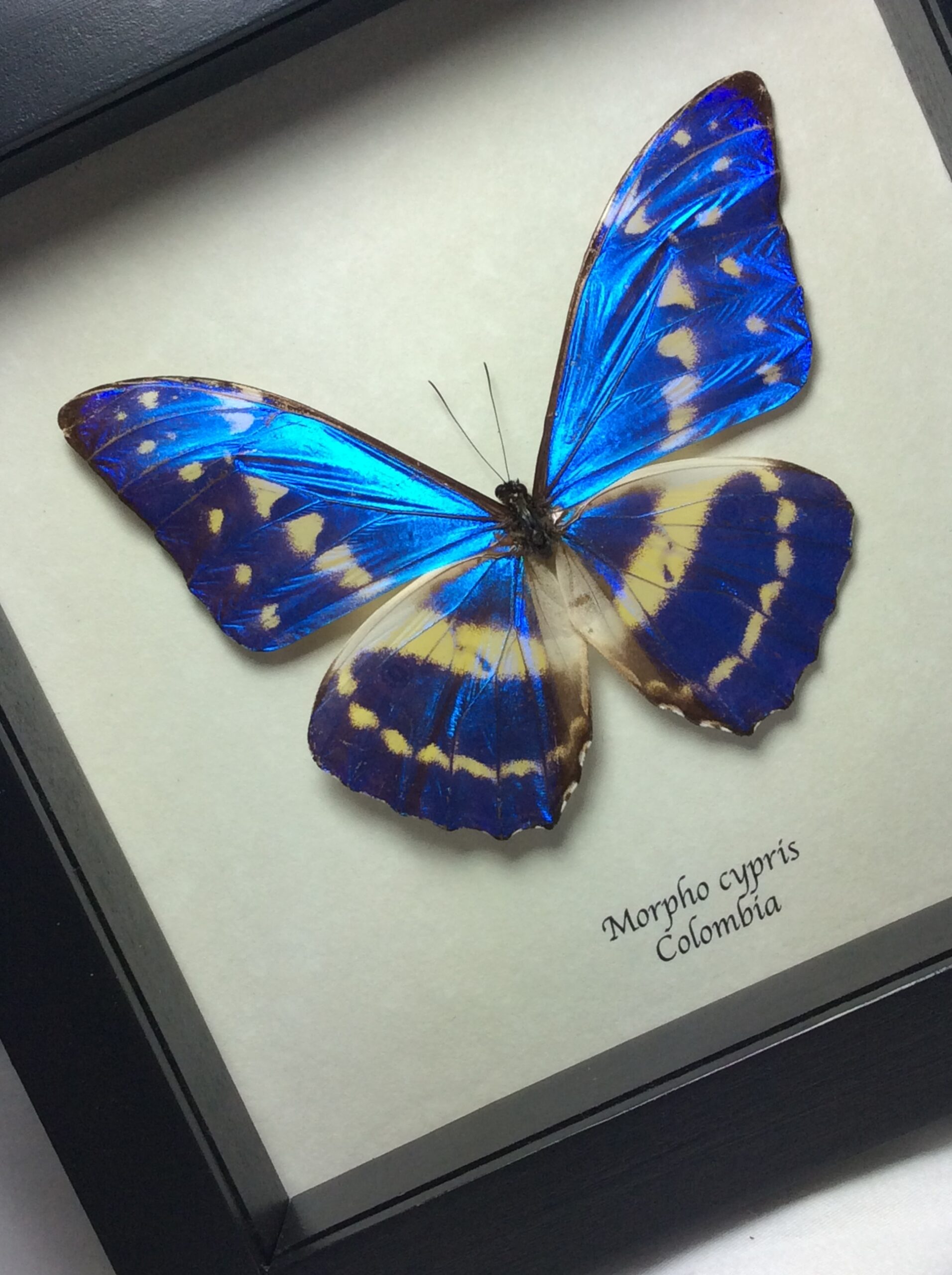 Morpho Cypris, Colombia, rare, stunning, large, metallic, blue