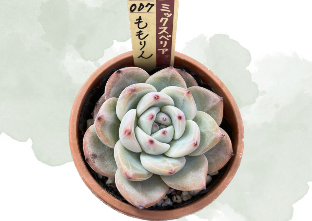 2026年2月最新】おらいさんのミックスベリア一覧【多肉植物】 | ぶっ