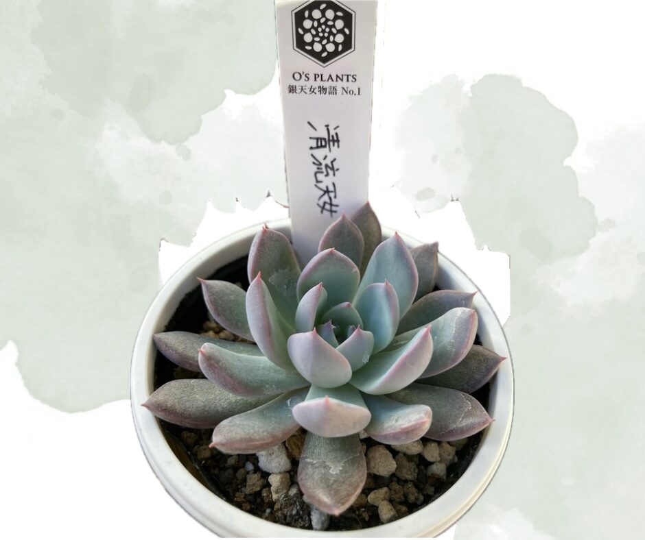 オーズプランツ（O's PLANTS）とは？魅力と買える場所を解説【多肉植物