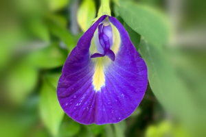 タイのチョウマメの花 アンチャン（搾り汁の話）