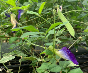 タイのチョウマメの花 アンチャン（搾り汁の話）