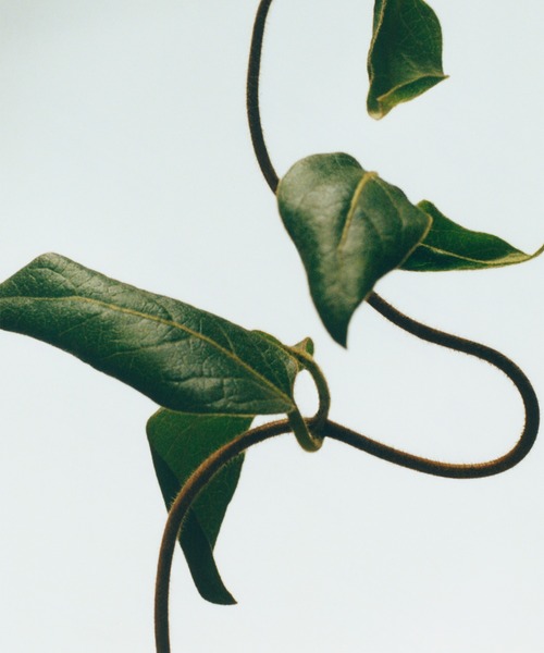 ロエベ キャンドル ハニーサックル S（キャンドル）｜LOEWE Perfumes