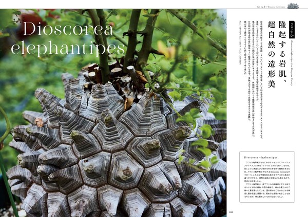 INDOOR JUNGLE（インドアジャングル） No.05の商品ページ｜卸・仕入れ