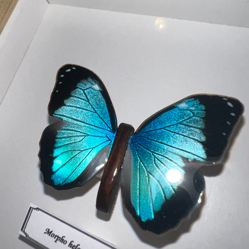 木製蝶々標本ブローチ「ヘレノールモルフォ/morpho helenor
