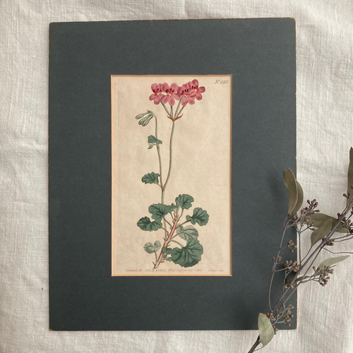 アンティークボタニカルアート 植物のポスター English Botany アート