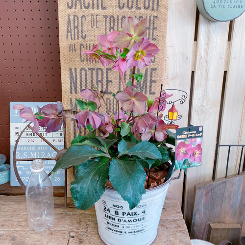 現品SALE♡【クリスマスローズ 氷の薔薇】毎年楽しめるお花♪ホワイト