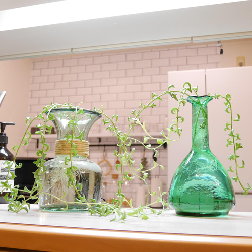 B 水耕栽培 ドルフィンネックレス ガラスインテリア おうちグリーン