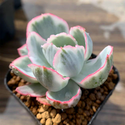 469.多肉植物 寄せ植え エケベリア属 ロッティ錦 美苗 抜き苗 アート