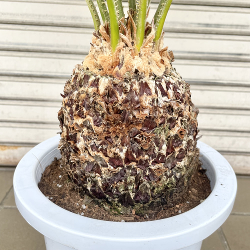 美株 蘇轍 ソテツ Cycas revoluta その他インテリア雑貨 PLANTS SHOP