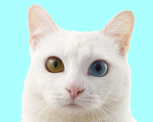 白猫オッドアイ」 額装写真 A4判 & 2L判(写真のみ2枚) フォトフレーム