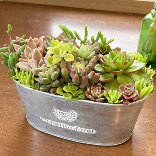 多肉植物 初夏の多肉セダムの寄せ植え そのまま飾れる ブリキ鉢 おうち