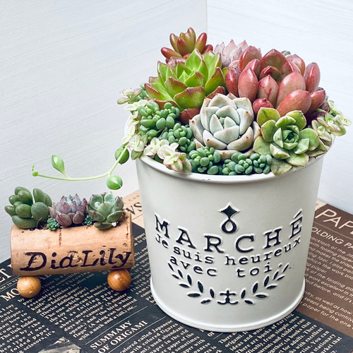 そのまま飾れる】多肉植物 寄せ植え ..＊5＊.. 多肉植物 Dia Lily 通販