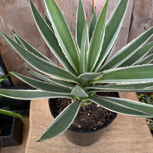 アガベ 白閃光（ハクセンコウ） 多肉植物 アルファガーデン 通販