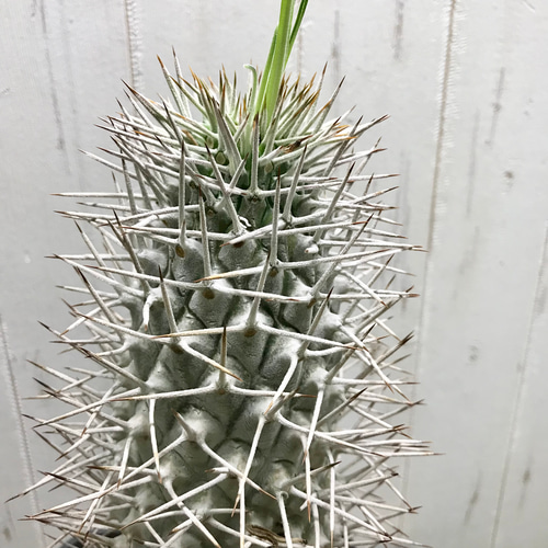 Pachypodium geayi 阿亜相界 パキポディウム ゲアイー 6号 その他