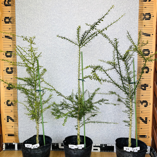 農園直送／育て方説明書つき】フィンガーライム実生苗 10鉢セット 高さ