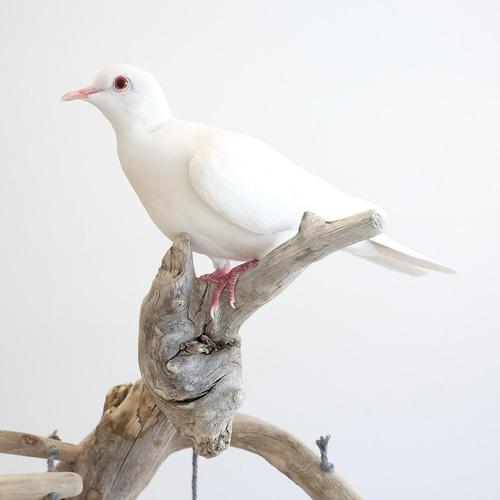 流木バードアスレチック M おもちゃ・ペット小物 Driftwood and birds