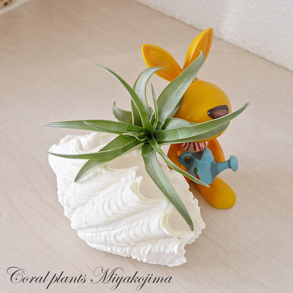 訳ありB級品 でも激美！ 宮古島産 天然シャコ貝 磨き済み SSSサイズ