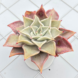 小人の渚 ミックスベリア おらいさん苗 多肉植物 多肉植物