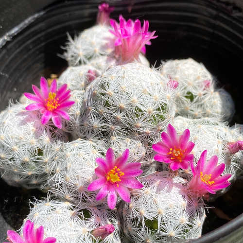 マミラリア 姫春星 群生 多肉植物 succulent geek 通販 14871266