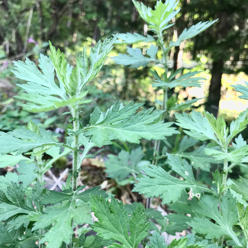 ≪ 薬用万能 無農薬 よもぎビワ クリーム 40ml ≫ その他雑貨