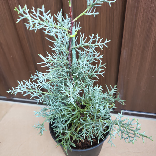 ブルーアイス 苗木 137cm❗8号 綺麗な葉色 シルバーブルー 鉢カバー