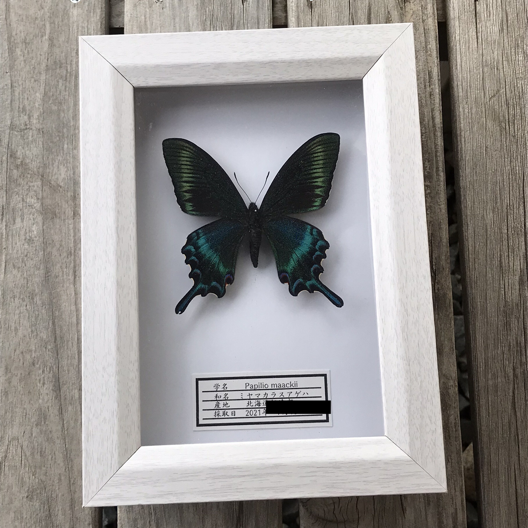 蝶 標本 蝶標本 タイワンフトオアゲハ｜蝶 標本 蝶標本 タイワンフトオ