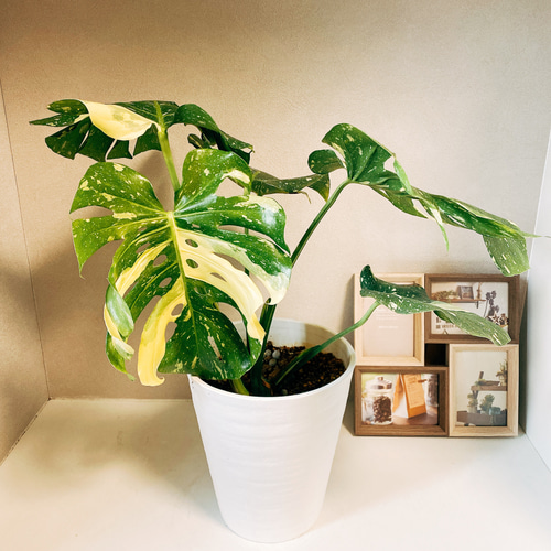 現品］【希少】モンステラ デリシオーサ 斑入り 黄斑 観葉植物 室内