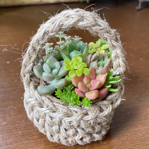 ミニかごの多肉植物 寄せ植え そのまま飾れる 多肉植物 galleryk's植物