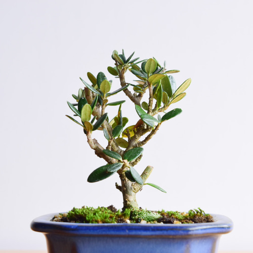 姫オリーブ No.322 盆栽 盆栽やす 通販 14204997｜Creema(クリーマ
