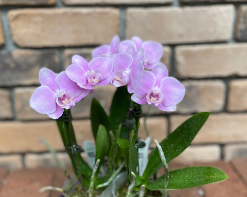 花苗＊ミディ胡蝶蘭「ファレノプシス」2.5寸 その他素材 Comu＊Garden