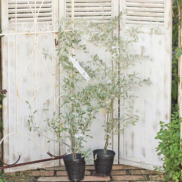 送料無料 庭木 ロシアンオリーブ 5号 高さ120cm 細葉グミ ヤナギバグミ