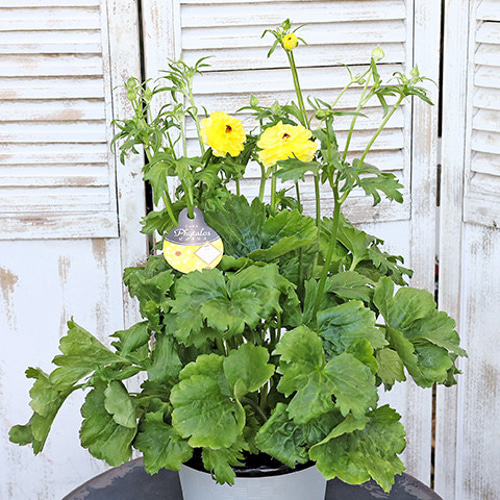 再入荷 現品販売 花鉢 ラナンキュラス ラックスシリーズ 5・6号鉢 豪華