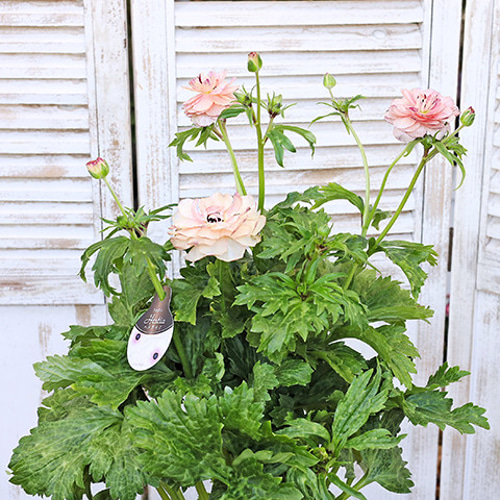 再入荷 現品販売 花鉢 ラナンキュラス ラックスシリーズ 5・6号鉢 豪華