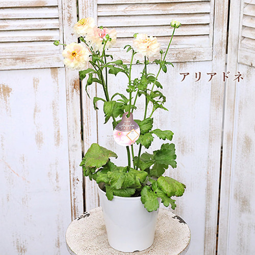 再入荷 現品販売 花鉢 ラナンキュラス ラックスシリーズ 5・6号鉢 豪華