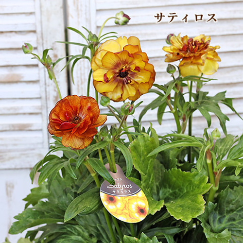 再入荷 現品販売 花鉢 ラナンキュラス ラックスシリーズ 5・6号鉢 豪華