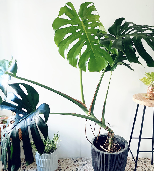モンステラ デリシオーサ 幹立ち 観葉植物 大型 室内 calm cafe その他
