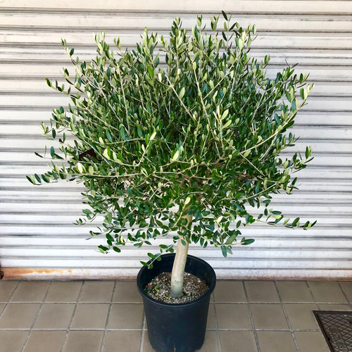 特大♡ 盆栽樹形♪ オリーブの木 souju ルッカ 10号 81 その他