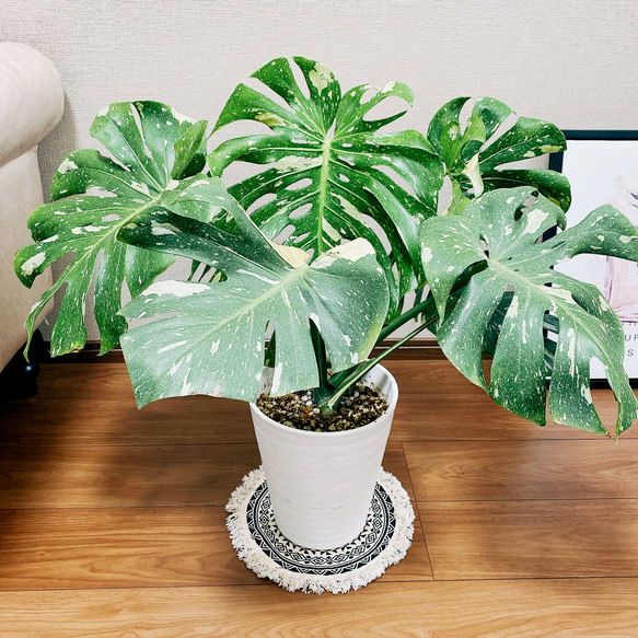 現品］【希少】モンステラ デリシオーサ 斑入り 7号 黄斑 観葉植物