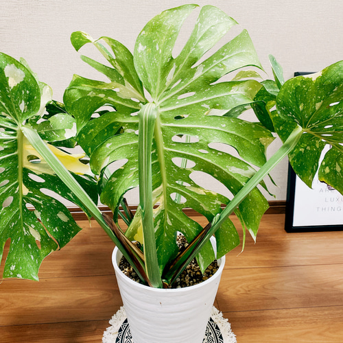 現品］【希少】モンステラ デリシオーサ 斑入り 7号 黄斑 観葉植物