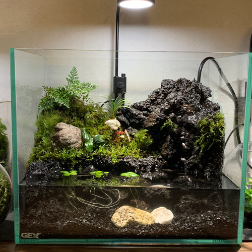 55 アクアテラリウム イモリウム 苔アート 苔テラリウム 【限定1個