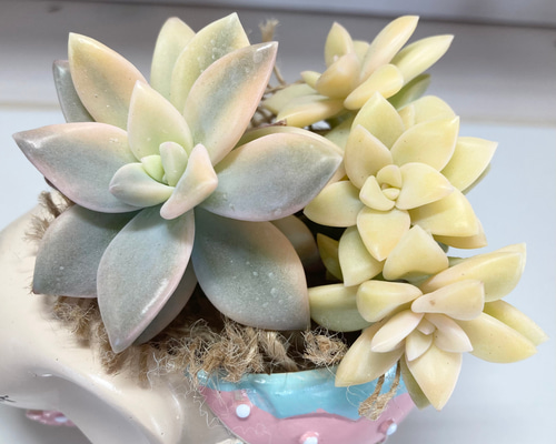 905d6bd38d7b107698cd2bd121c8f5