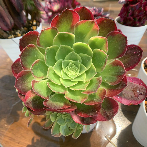 554.多肉植物 寄せ植え アエオニウム属 ハロウィンミルク錦 子付き