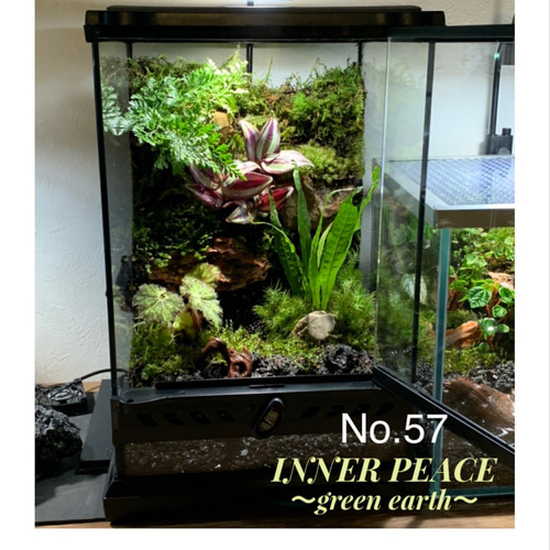 57 イモリウム カエルリウム 苔アート 苔テラリウム テラリウム