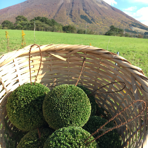杉玉(酒林) 四寸玉(約12㎝) その他インテリア雑貨 楠玉屋 通販