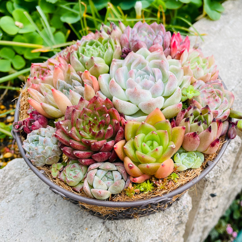 かわいいバスケット❤︎多肉植物寄せ植えそのまま飾れる❤︎エケベリア