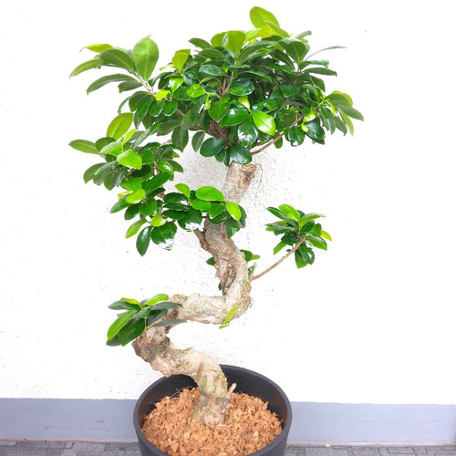 送料無料・一部地域】【現品】ガジュマル 昇り龍仕立 珍しい樹形 高さ